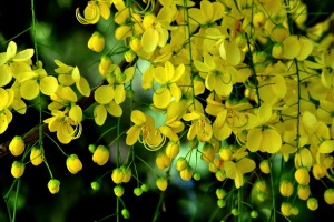 Cassia fistula, also known as the golden shower tree.
